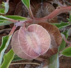 Pterodiscus ngamicus