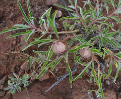 Pterodiscus ngamicus