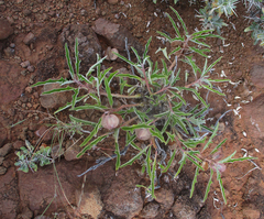 Pterodiscus ngamicus