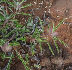 Pterodiscus ngamicus