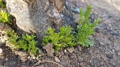 Adenostoma fasciculatum