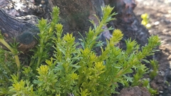 Adenostoma fasciculatum