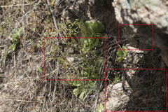 Arenaria leptoclados