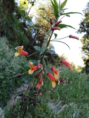 Lobelia laxiflora