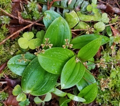 Scoliopus hallii