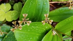 Scoliopus hallii