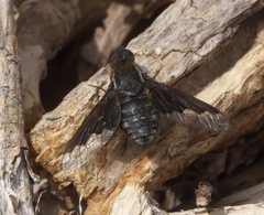 Hemipenthes seminiger