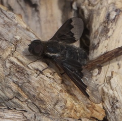 Hemipenthes seminiger