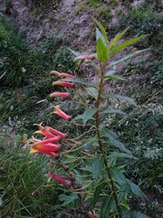 Lobelia laxiflora
