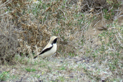 Oenanthe deserti