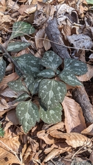 Pachysandra
