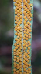 Campyloneurum amphostenon, photograph (c) Jairo Pinto, some rights reserved (CC BY)