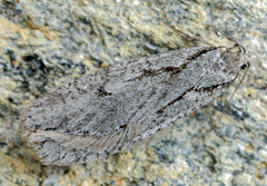 Semioscopis avellanella