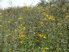 Aldama buddlejiformis