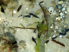 Stigmatopora nigra