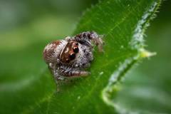 Opisthoncus nigrofemoratus