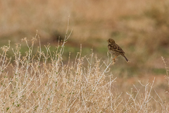 Emberiza calandra