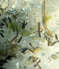 Stigmatopora nigra