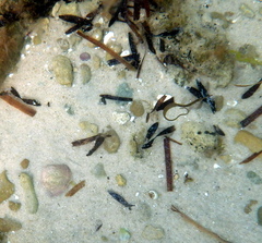 Stigmatopora nigra