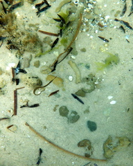 Stigmatopora nigra