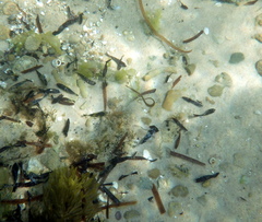 Stigmatopora nigra