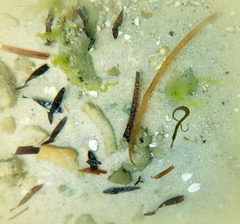 Stigmatopora nigra