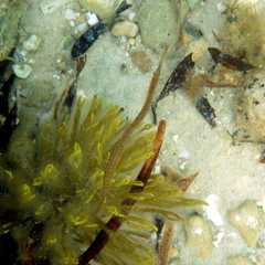 Stigmatopora nigra