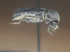 Amphicerus