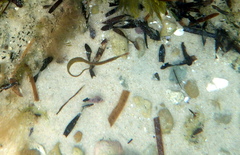 Stigmatopora nigra