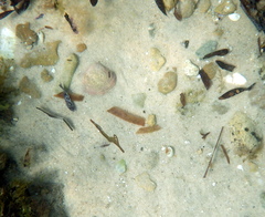 Stigmatopora nigra