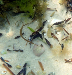 Stigmatopora nigra