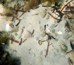 Stigmatopora nigra