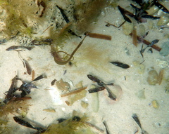 Stigmatopora nigra