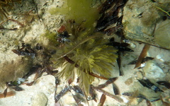 Stigmatopora nigra