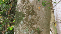 Roseodendron donnell-smithii