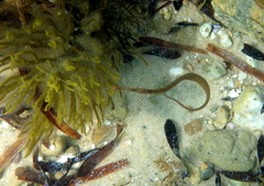 Stigmatopora nigra
