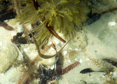 Stigmatopora nigra