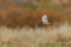 Emberiza calandra