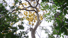 Roseodendron donnell-smithii