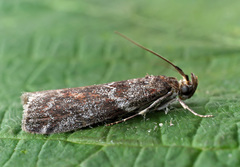 Laodamia faecella