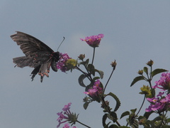 Mimoides thymbraeus aconophos