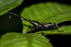 Raphirhynchus
