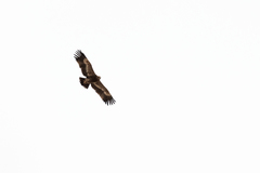 Aquila nipalensis