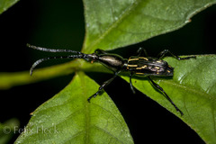 Raphirhynchus