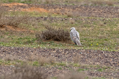 Circus macrourus