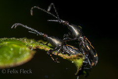 Raphirhynchus