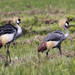 Grey Crowned Crane - Photo (c) Martin Grimm, some rights reserved (CC BY-NC)