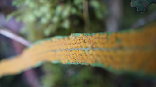 Campyloneurum amphostenon, photograph 5