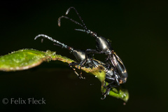 Raphirhynchus