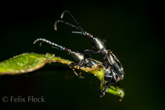 Raphirhynchus